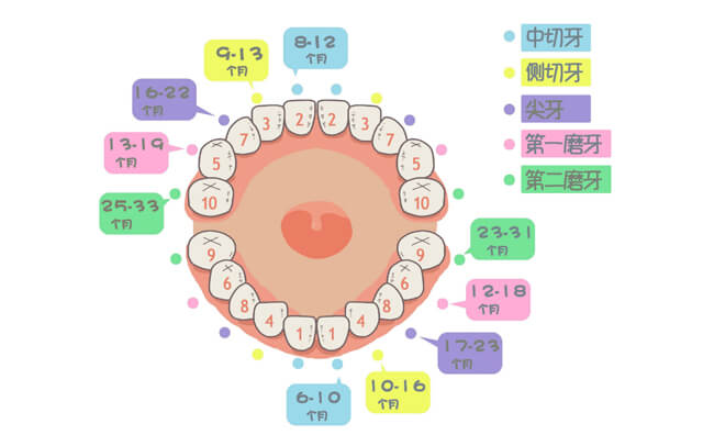 兒牙百科介紹