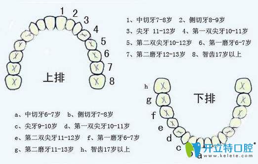 阻生牙和智齒一樣嗎？糾結阻生牙要不要拔看這篇