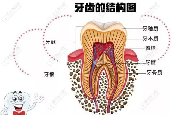 牙齒的結(jié)構(gòu)圖